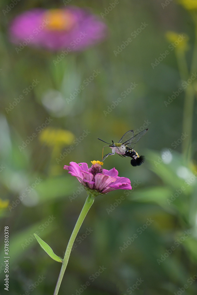 オオスカスバとジニアの花 オオスカスバとジニアの花