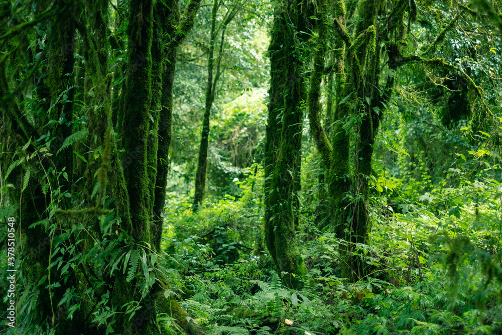 Green deep rainforest with moss fern and lichen cover the tree. Green deep rainforest with moss fern and lichen cover the tree.
