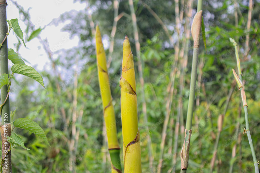Obraz premium Bamboo shoot in the forest nature,asian countries Popular food