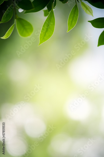 Concept nature view of green leaf on blurred greenery background in garden and sunlight with copy space using as background natural green plants landscape, ecology, fresh wallpaper concept.