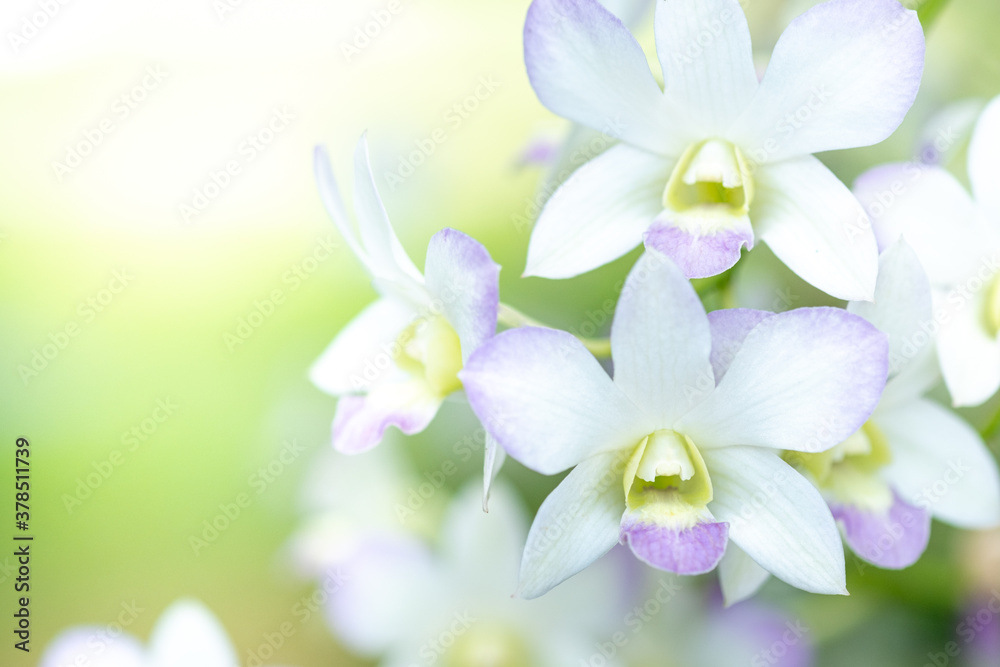 Fototapeta premium Concept nature view of white purple leaf on blurred greenery background in garden and sunlight with copy space using as background natural green plants landscape, ecology, fresh wallpaper concept.