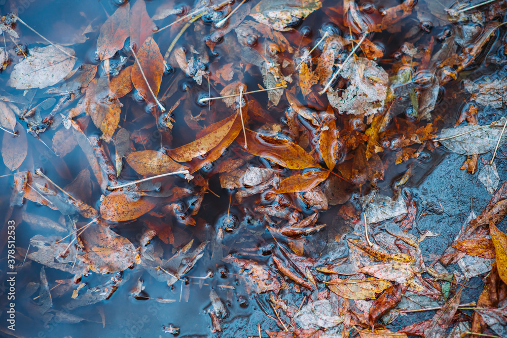 Faded leaves in a puddle on the dirty forest road. Autumn's specific. Selective focus. Shallow depth of field.