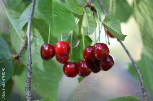 Cherry | Cerise