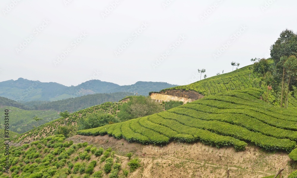 tea estate in munnar kerala