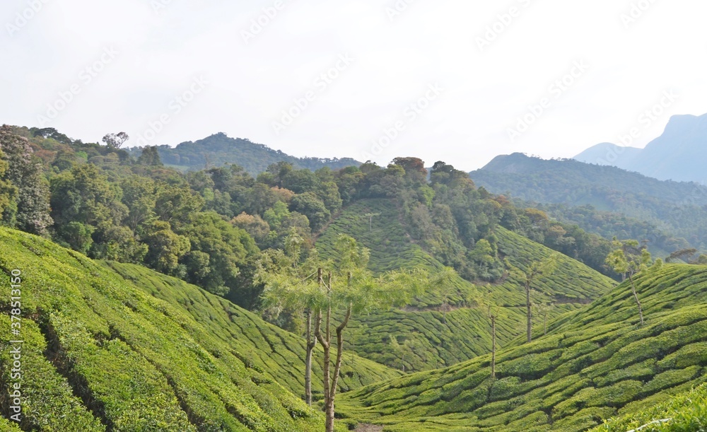 tea plantation in the mountains kerala