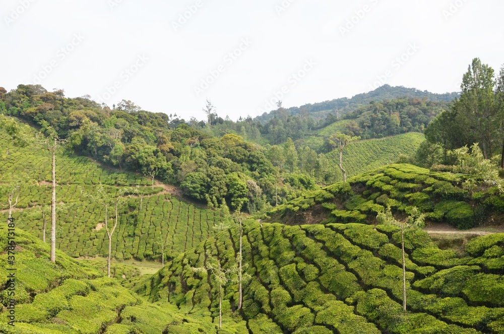 green tea plantation in munnar kerala