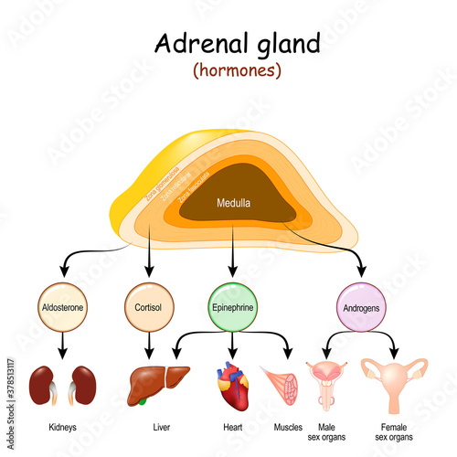 Hormones of Adrenal glands and internal organs-targets for Androgens, Epinephrine, Cortisol, and Aldosterone. photo