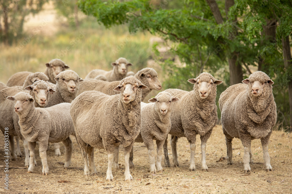 Portrait merino ship, Heathcote, Australia
Portrait merino ship, Heathcote, Australia