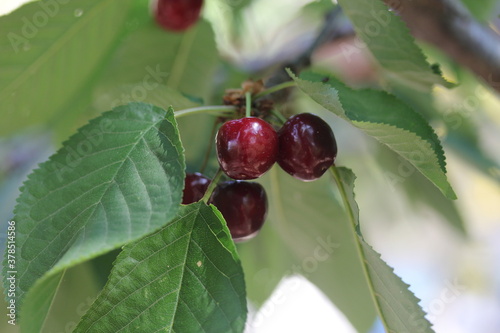 Cherry | Cerise