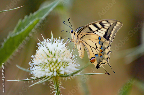 Farfalla su fiore © giuly blanchet