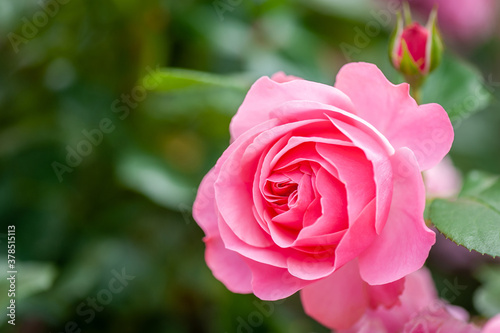 Pink rose flower with buds in roses garden. Top view. Soft focus.