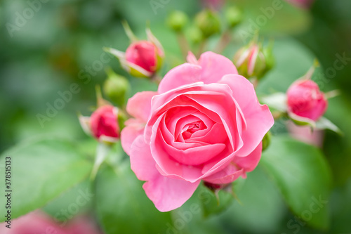 Pink rose flower with buds in roses garden. Top view. Soft focus.