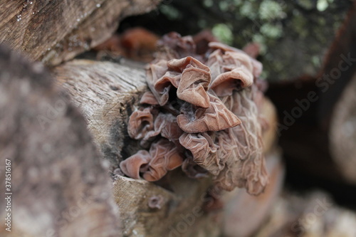 mushroom | champignon