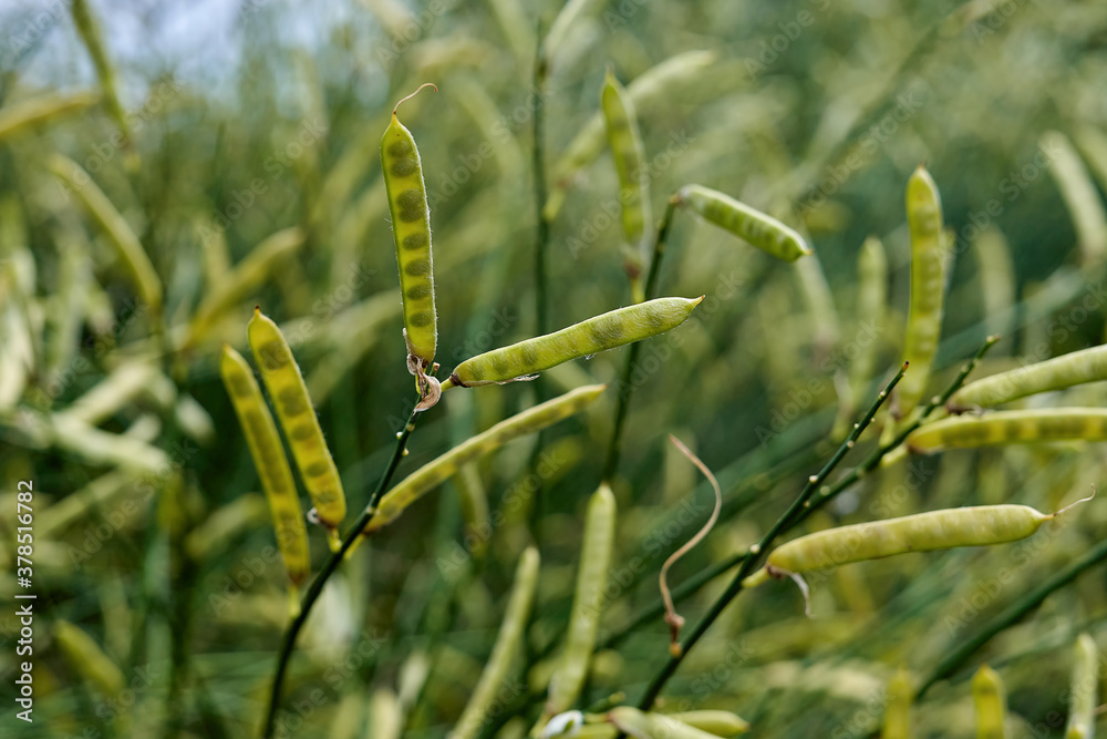 Green pods of wild peas with peas shining in the sun Green pods of wild peas with peas shining in the sun