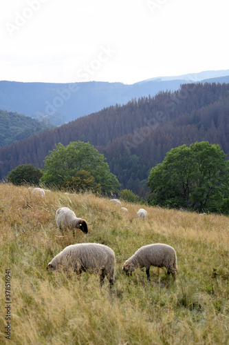 Schafe im Harz