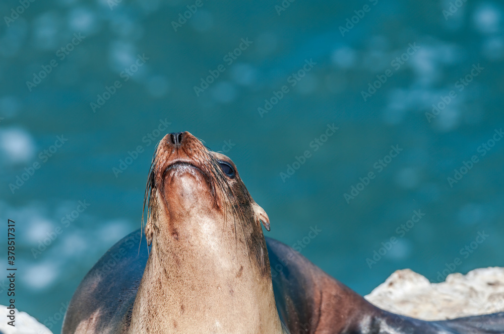 Fototapeta premium Immature California Sea Lion(Zalophus californianus) at hauling-out, Point Dume, California, USA