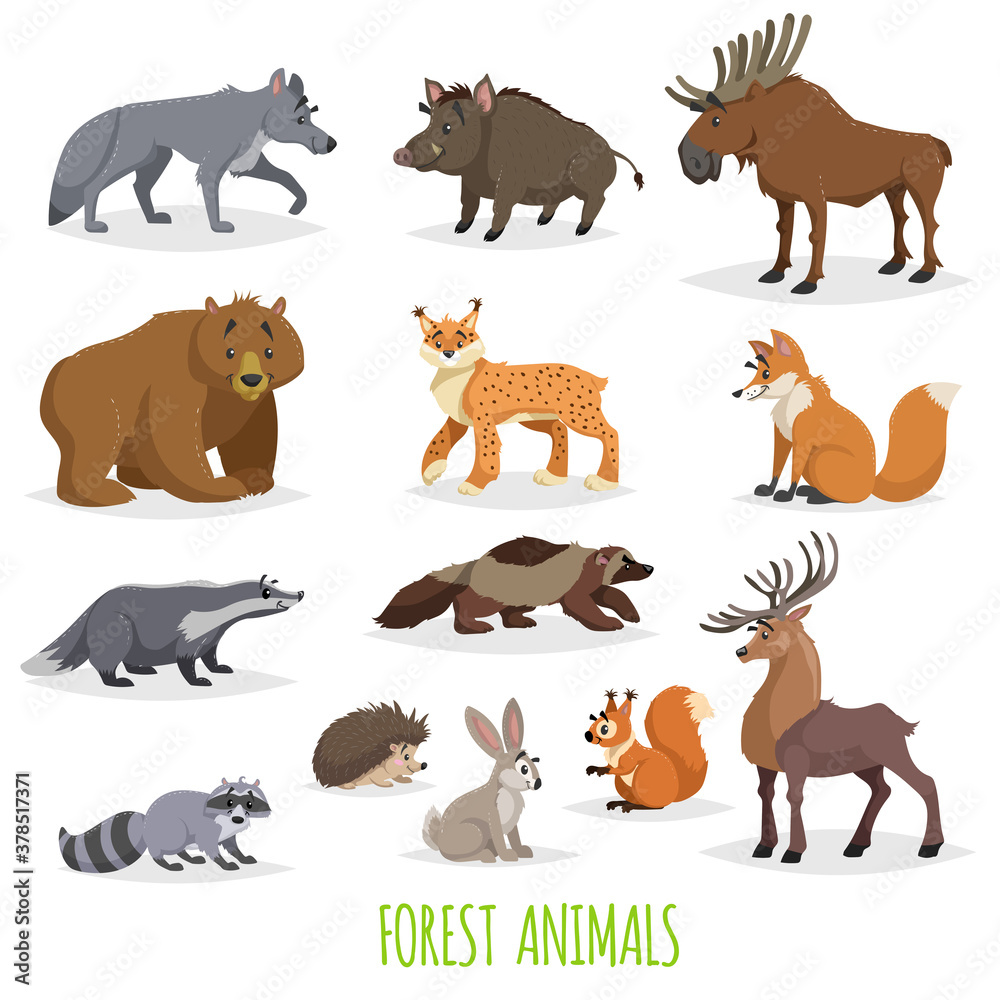 Set of woodland and forest animals. Europe and North America fauna collection. Wolf, boar, moose, bear, lynx, fox, raccoon, wolverine, deer, hedgehog, hare, squirrel and badger.