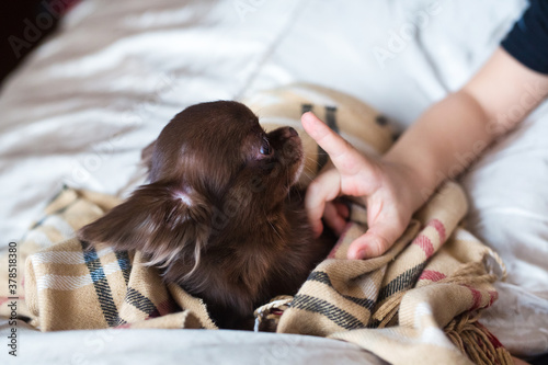 small dogs of the breed of toy terrier sit on the bedspread. The kid hugs the dogs. photo