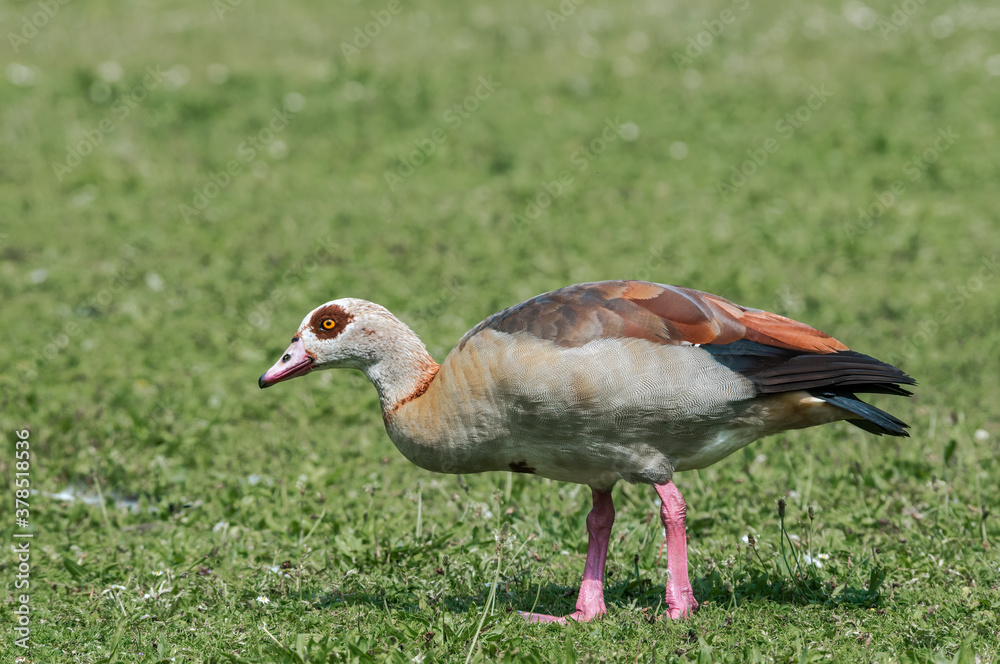 Feral Egyptian Goose (Alopochen aegyptiacus) in park, Keil, Schleswig-Holstein, Germany Feral Egyptian Goose (Alopochen aegyptiacus) in park, Keil, Schleswig-Holstein, Germany
