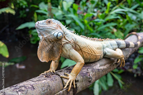 Closeup of a large iguana sitting on a bridge railing