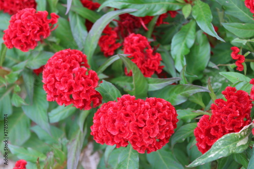 Bright red celosia  or  brain flowers  in a garden