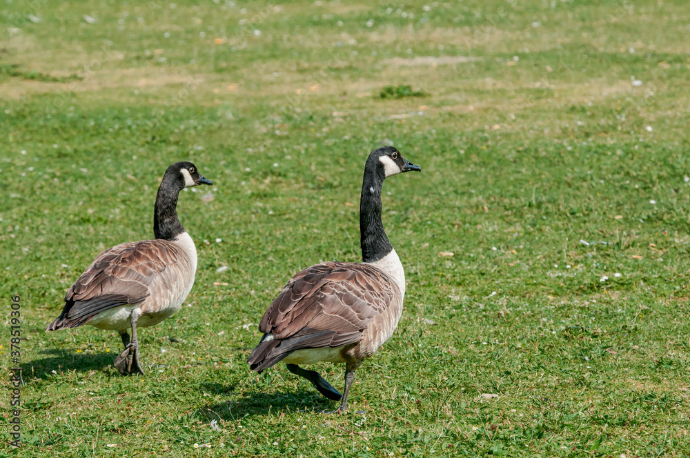Canada Geese (Branta canadensis) in park, Keil, Schleswig-Holstein, Germany Canada Geese (Branta canadensis) in park, Keil, Schleswig-Holstein, Germany