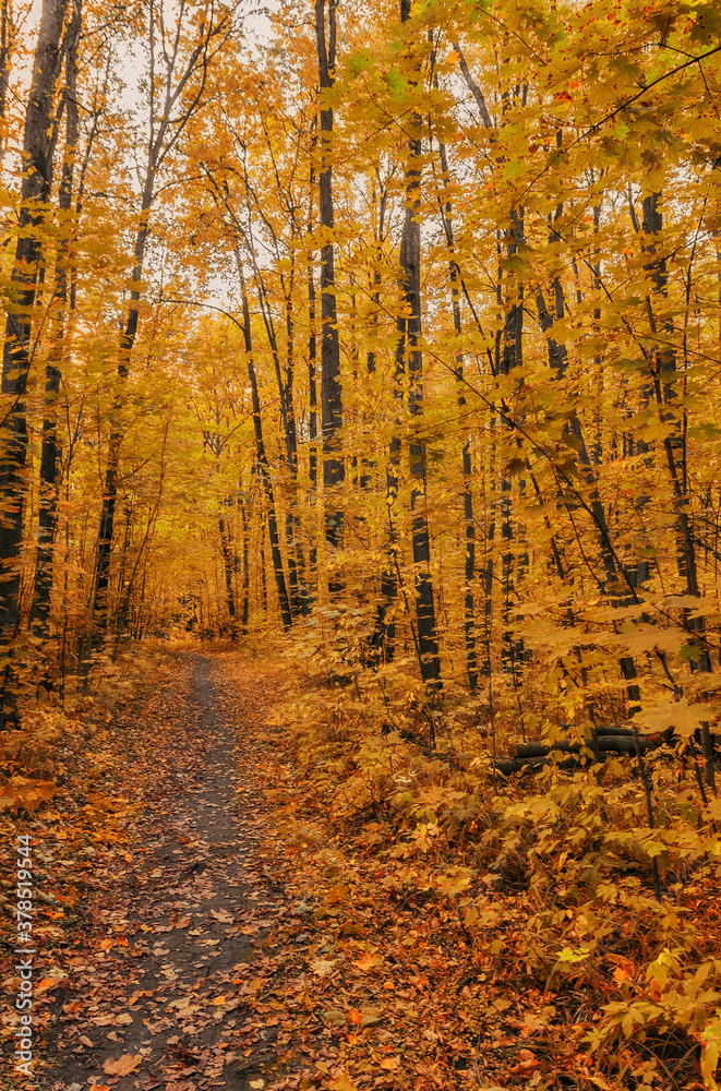 Autumn forest landscape Autumn forest landscape