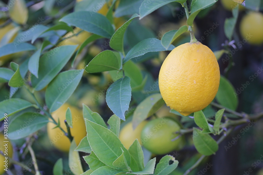 Lemon | Citron