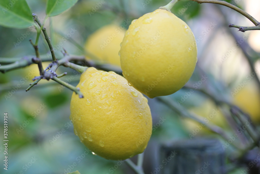 Lemon | Citron