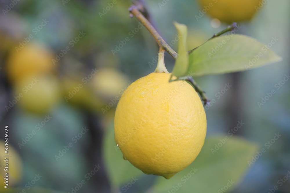 Lemon | Citron