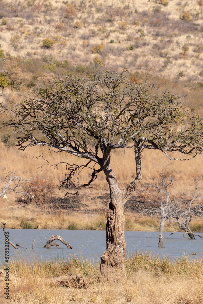 A tree next to a water hole on safari.