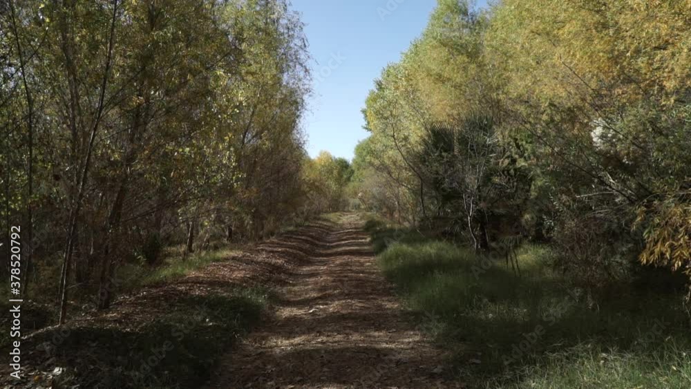 Cottonwood trees in the restoration area in the delta region of Colorado River in Mexico Cottonwood trees in the restoration area in the delta region of Colorado River in Mexico