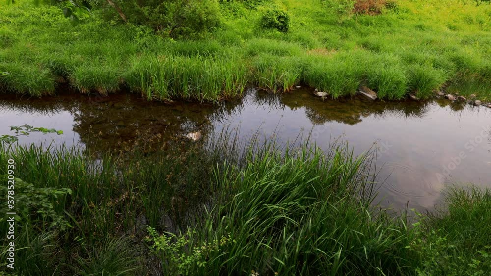 River and mountain forest. Calm green park. River and mountain forest. Calm green park.