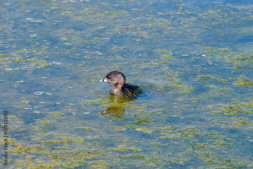 Pied-billed Grebe (Podilymbus podiceps) in Malibu Lagoon, California, USA Pied-billed Grebe (Podilymbus podiceps) in Malibu Lagoon, California, USA
