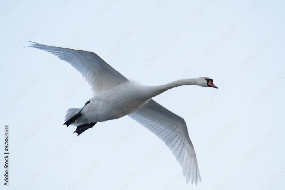 Fototapeta premium a swan in flight
