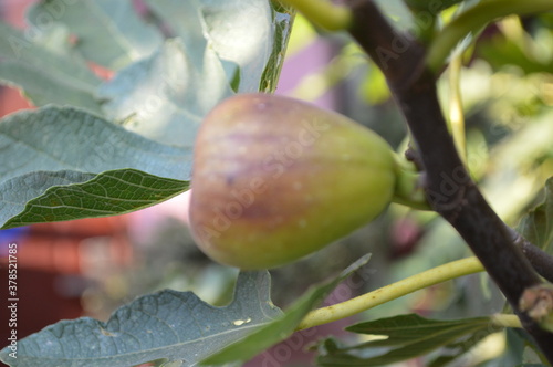 Fig tree on a tree shot in close-up