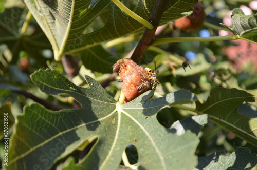 Fig tree on a tree shot in close-up