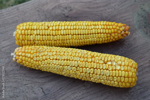 Raw Yellow Corn on the Cobb stock photo