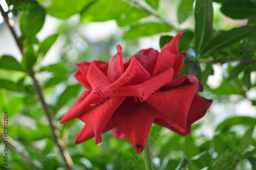 A red rose in the garden that spreads an intoxicating scent