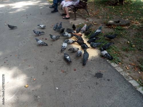 A flock of hungry pigeons feeds in the park