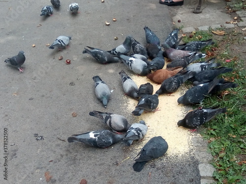 A flock of hungry pigeons feeds in the park
