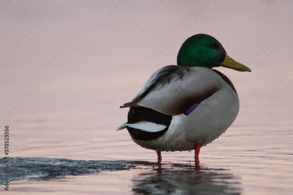 Fototapeta premium duck in the water
