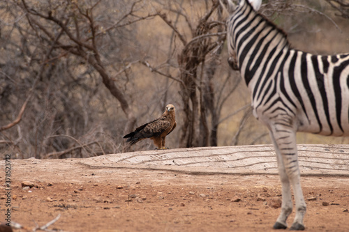 A Tawny eagle at the edge of a water hole, watched by a young zebra.