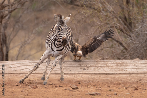 A zebra foal is startled as an eagle takes flight behind it.