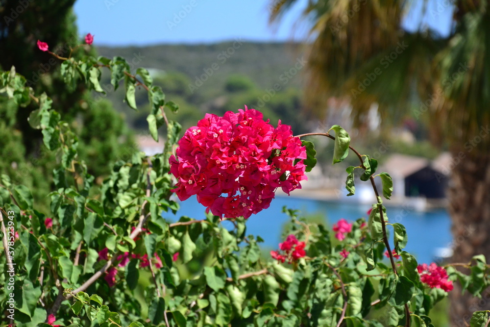 Flowers drive to Mediterranean seea