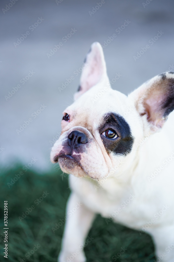 
portrait of a white french bulldog with black eye bicolor