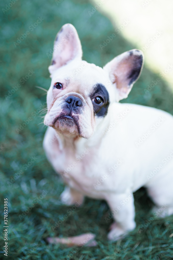 
portrait of a white french bulldog with black eye bicolor
