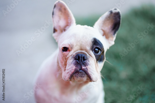  portrait of a white french bulldog with black eye bicolor © Анна Молько