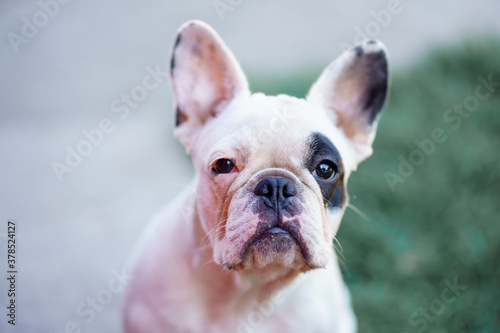  portrait of a white french bulldog with black eye bicolor