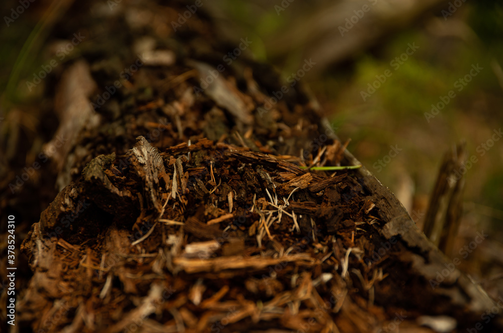 Old wooden bark, insect taste, forest Old wooden bark, insect taste, forest